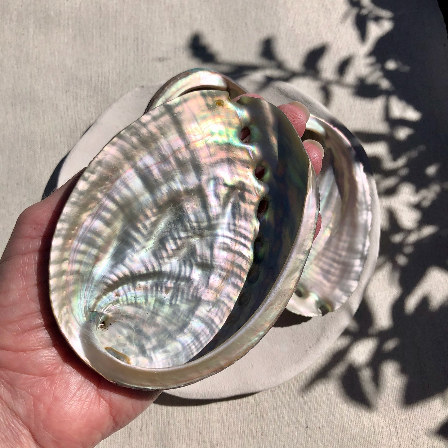 Abalone Shell